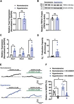 Endothelial cell TRPA1 activity exacerbates cerebral hemorrhage during severe hypertension